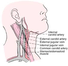 Ninja nerds!join us in this video where we discuss the blood vessels of the head and neck and go into great detail on the anatomy surrounding these. Jugular Veins Definition Of Jugular Veins By Medical Dictionary