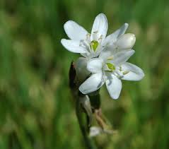 Image result for Ornithogalum pulchrum