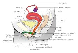L hymen peut il se reformer. Anatomie Feminine Le Guide Complet Green Condom Club