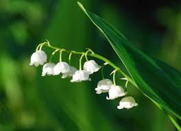 Flowers emit strong, sweet scent which attracts bees, responsible for the pollination of this plant. Lily Of The Valley Is Toxic To Dogs Pet Poison Helpline