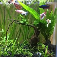 The Calming Beauty Of A Betta Fish Sorority Tank Bettafish Betta Betta Fish Tank Betta Betta Fish