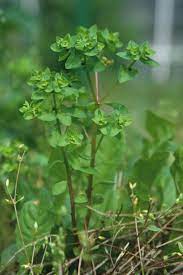 Wir stellen verschiedene arten vor und geben tipps zur. Garten Wolfsmilch Euphorbia Peplus Beschreibung Steckbrief Systematik