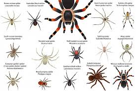 Spiders 371979 Illustrations Design Bundles Spider Brown Recluse Spider Recluse Spider