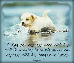Hmmm Shut Up And Listen To The Dog I Like It Cute Dog Wallpaper Cute Puppy Photos Cute Puppy Wallpaper