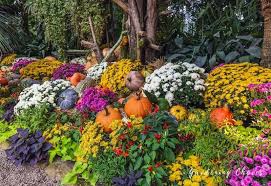 >80% items are new · huge selection · daily deals 16 Types Of Chrysanthemum Flowers For Fall Color To Your Garden