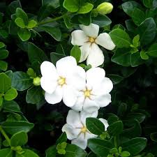 Image result for Gardenia resinifera