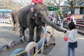 The site owner hides the web page description. è±¡ã«ä¹—ã‚Œã‚‹ è¨˜å¿µæ'®å½±ãŒã§ãã‚‹ å¸‚åŽŸãžã†ã®å›½ å­ä¾›ã¨ãŠå‡ºã‹ã'ãƒã‚¹ãƒ—ãƒ©ãƒ³ ãƒã‚¹è¦³å…‰ãƒžã‚¬ã‚¸ãƒ³