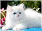 White Persian Kittens for Sale | White Persian Cats - Doll ...