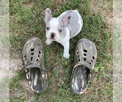 Color choice also affects the cost of french bulldog puppies. View Ad French Bulldog Puppy For Sale Near Texas Eustace Usa Adn 215042