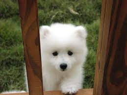 Pin On Samoyed