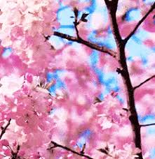 Bird cherry tree in blossom. Top 30 Sakura Tree Gifs Find The Best Gif On Gfycat