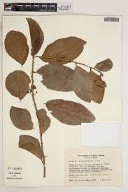 Image result for Scolopia zeyheri