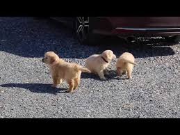 Golden retriever puppies for sale. Craigslist Golden Retriever Puppies For Sale Near Me 07 2021