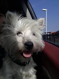 Selective breeding based on such qualities as coat type or color likely produced. Hi I M Arthur The Never So White West Highland Terrier Arthurs Instagram Arthurthewestie Just So Westies West Highland Terrier I Like Dogs
