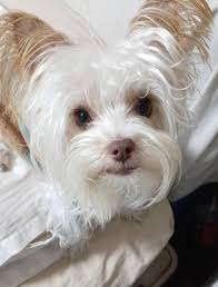 Image result for white yorkshire terrier