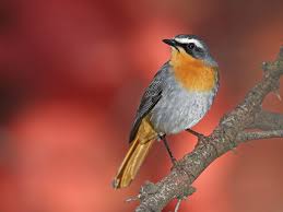 Garden Small Birds Of South Africa Week 23 Garden Birds Bird Garden Birds Pet Bird Cage