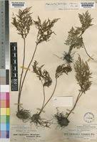 Image result for Cheilanthes schimperi
