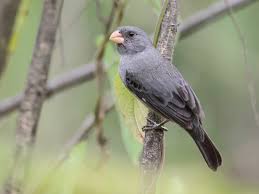 Image result for Hirpicium gorterioides