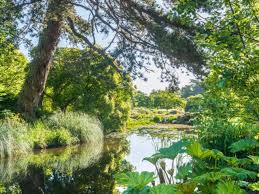 Image result for Hydrostachys polymorpha