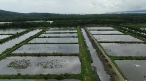 Also called estuary freshwater river whaler. 754 Fish Farming Stock Videos Royalty Free Fish Farming Footage Depositphotos