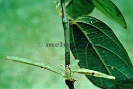 Ia juga dikenali dengan nama ara mekah dan juga buah kelebuk. Hempedu Beruang