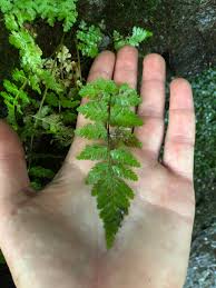 Image result for Cystopteris