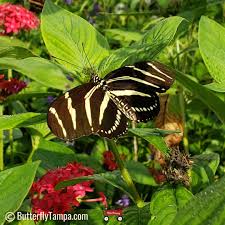 Image result for Pentas longiflora