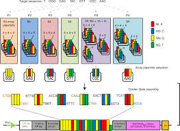 Maybe you would like to learn more about one of these? Chloroplast And Mitochondrial Dna Editing In Plants Nature Plants