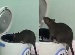 (iv) jalan untuk ke rumah ketua kampung kami terangkan kepada pemuda itu. Enggak Hanya Tikus Hewan Ini Juga Sering Makan Nasi Langsung Dari Rice Cooker Jorok Banget Semua Halaman Kids