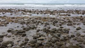 Tent sites have trees and privacy between each space. San Onofre State Beach San Mateo Campground Dents And Filiform