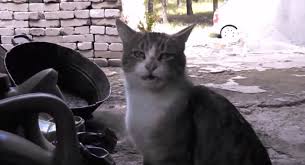 Videos de animales chistosos y paisajes. Videos De Animales Videosanimales Twitter