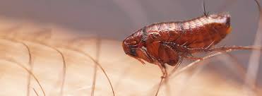 An affordable solution for those looking to save money on costly veterinarian applied flea and tick treatments. Fleas And Ticks Services Rentokil Pest Control Malaysia