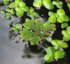 Image result for Azolla filiculoides