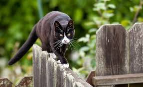 arger mit nachbars katze weisse katzen katzenhaltung katzen