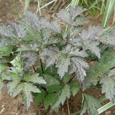 Image result for Bambekea racemosa