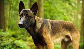 Belgian Malinois Breed Information