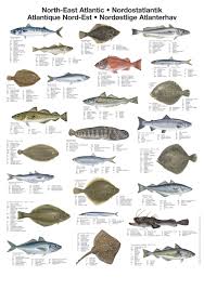 North East Atlantic Fish Poster