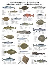 north east atlantic fish poster