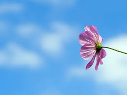 Mural wallpaper never looked so good! Sky Blue With Flower Background Novocom Top