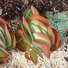 Succulent red fire firered evergre kalanchoe. Kalanchoe Thyrsiflora Bronze Sculpture