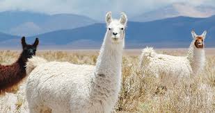 We did not find results for: Can Llamas Save Us From The Coronavirus