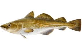 British Sea Fish Species Guide Badangling