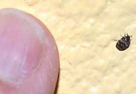 Get rid of camel crickets with bait boric acid is a favorite bait ingredient for insect control. Varied Carpet Beetle What S That Bug
