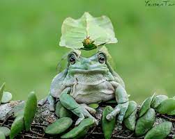 New Hat Leaf Hat Dumpy White Tree Frog With Leaf Insect Frog Whites Tree Frog Animals