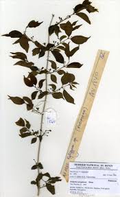 Image result for Rytigynia sp. C