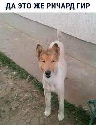 pin ot polzovatelya պ i լ a na doske kote smeshnye zhivotnye richard gir smeshnye fotografii zhivotnyh zabavnye zveryushki