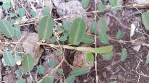 Image result for Alysicarpus zeyheri