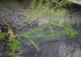 Image result for Asparagus laricinus