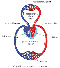 Sistem Peredaran Darah Manusia Disertai Gambar Kependidikan Com