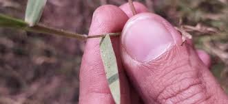 Image result for Moorochloa eruciformis